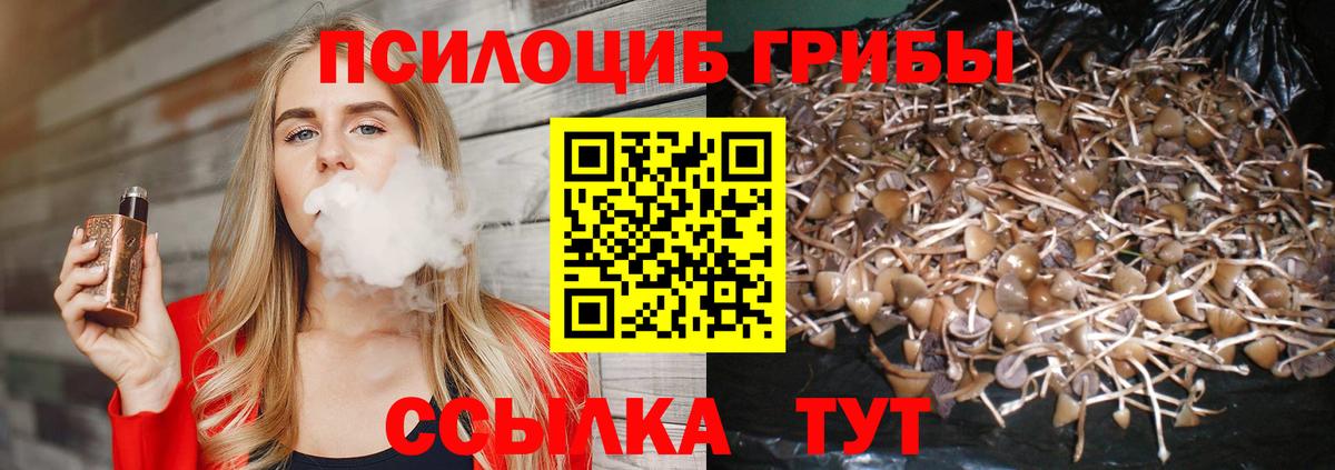 Галлюциногенные грибы Psilocybe Сыктывкар